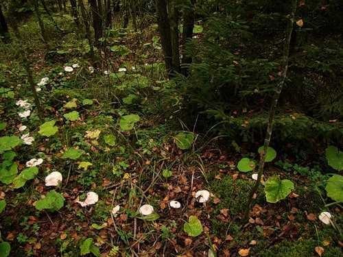 transylmania:A fairy ring, also known as fairy circle, elf circle or elf ring