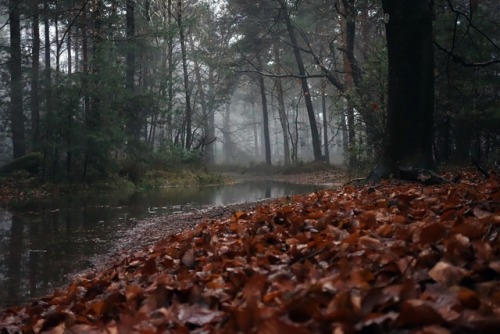 photobookbyrunner:My trail run after the big rain