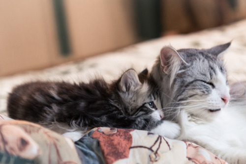 cybergata:   	Piles of fluff by Sara Belmont    	Via Flickr: 	Solje, Periwinkle and Silvermist Crystalfjord Cattery  