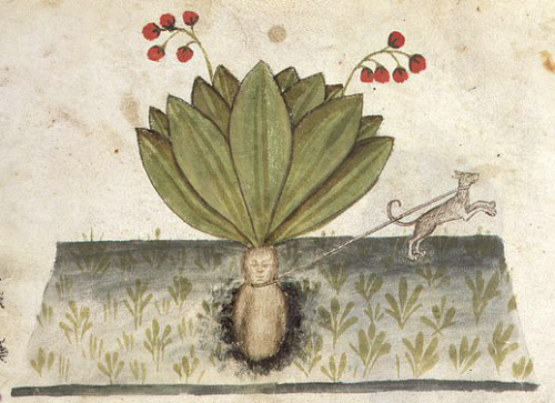 mamamovement:wike-wabbits:From Historia Plantarum@mutamur