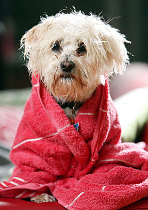 derekisme:  Heroic Male Model Strips To Save Drowning Dog Sue Drummond and her Maltese-Shih Tzu mix Bibi set off for a walk by the water in Melbourne, Australia, she had no idea that it could be Bibi’s last. But with furious winds estimated at 60 mph,