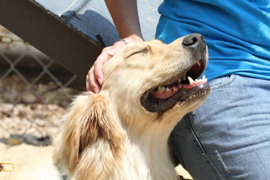 why-animals-do-the-thing: bettsplendens:   animallovingvegan:  coolscar:  coolscar: there is no purer moment that a human can experience than when ur petting ur dog and they kinda squint their eyes, tilt their head back, do that adorable toothy dog smile