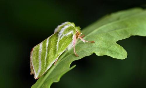 end0skeletal: The Green Silver-lines (Pseudoips prasinana) is a moth common in wooded regions of Nor