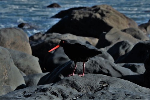 quantumbeam:Some photo from field trips -Wild life along the coast and some picture nearby and of co