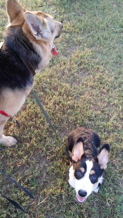 alliwannadoisbangscrew: corgi-addict:Our Corgi puppy loves the park source: imgur.com/r/corgi