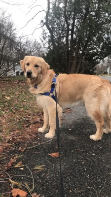 I forgot to post these on tumblr!  I don’t really watch duke anymore at this point. His mom and dad had a baby, and the mom is on maternity leave until July, so she’s home to take care of him.  They needed me to walk him yesterday and today because