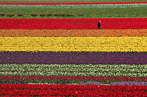 Porn nubbsgalore:the flowers of holland’s keukenhof photos