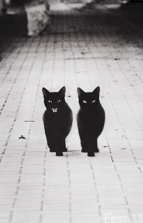 Subway-M aka Maggie Fess (Ukrainian, based Ukraine) - Cat Cat, 2012  Photography