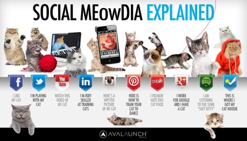 Les médias sociaux expliqués avec des chats
( + Big-up pour l'explication de Google +)
Social Medias explaind with Cats
(Big-up for explaination about Google + )