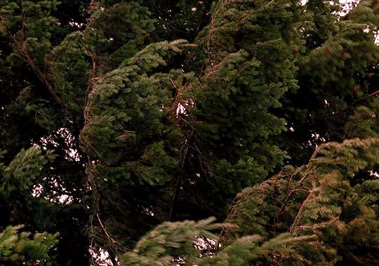 jessica-pare:  Twin Peaks is different. A long way from the world. And that’s exactly