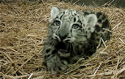 kawaii-dogs-cats:Baby snow leopard 赤ちゃん雪ヒョウ可愛い 癒し 犬 ネコ イヌ 猫 動物の画像アップしています♫ Kawaii Cute Dogs Cats ani