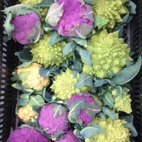 biodiverseed:  tamarackhollowfarm:  Some color for your table  #Broccoli Romanesco #Brassicas