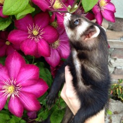 the-book-ferret:  🌺 #quigley #ferret #ferretsofinstagram #furbaby #fuzzbutt #instaferret #petsofinstagram #flowers