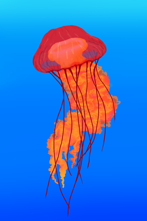 Jellyfish :)