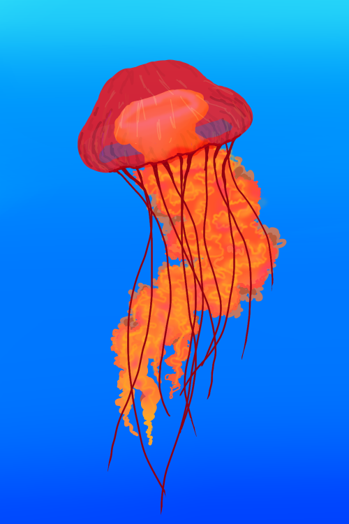 jellyfish :)