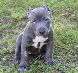 loveofpitbulls:  Those eyes…. such a cutie!!