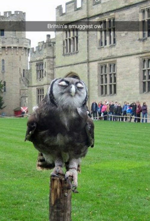 copperbadge:
“ blyddyn:
“ srsfunny:
“The Most Pedantic Bird I’ve Ever Seen
”
This looks like one for @copperbadge
”
I like how his admirers are crowded nearby…but not too nearby….
”
The new Hogwarts’ professor.