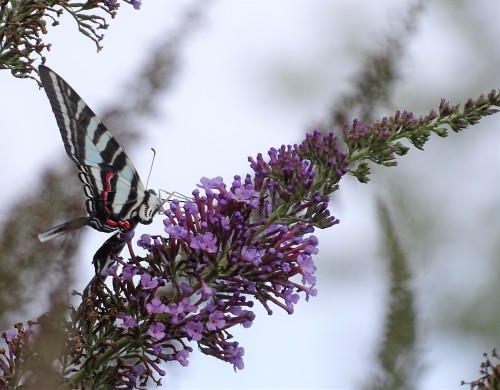 forsythiahill:A rare sighting in my yard - the Zebra Swallowtail Butterfly. I planted their host pla