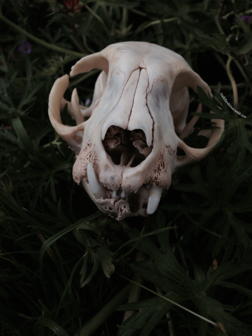 roadkillandcrows:Cat skull.