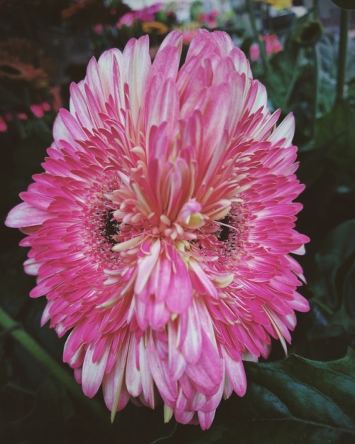 Mutant Gerbera Daisies I shelved at work today. Bought the top one after my shift 