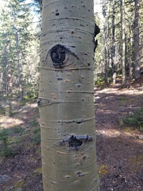 redlipstickresurrected:Quaking Aspens (Populus tremuloides) are known for developing markings that r