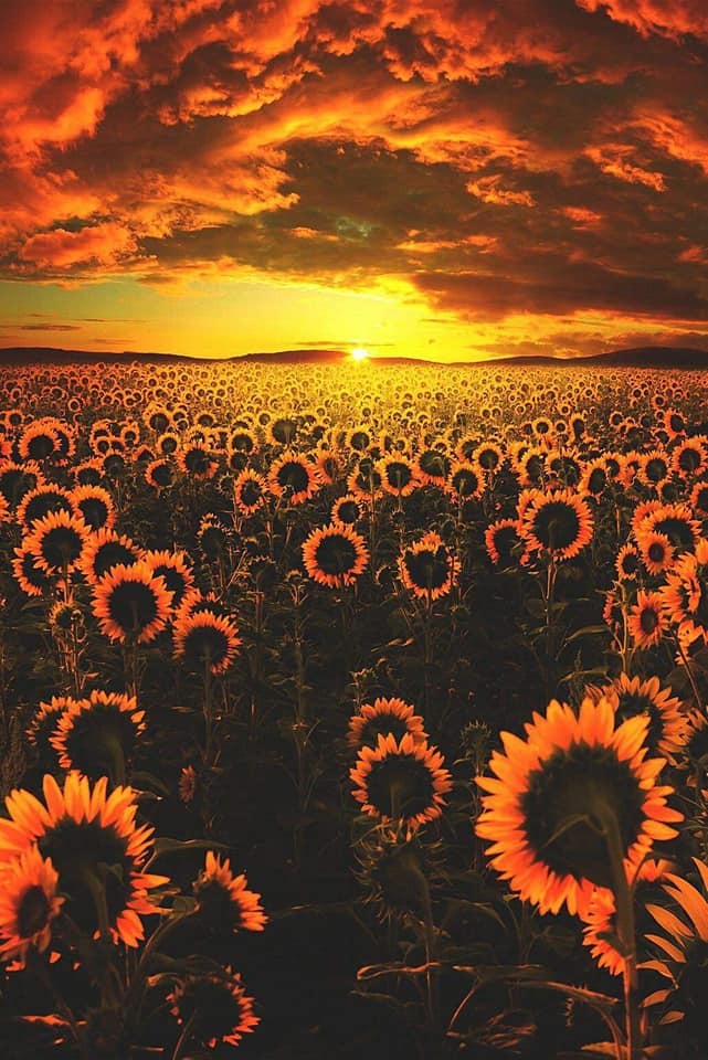 trasemc:  Sunflowers