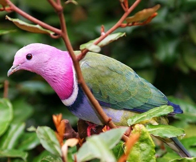celestialcreamcheese:Fruit dove appreciation post! These are my favourite kind of bird, they look like they were painted💖