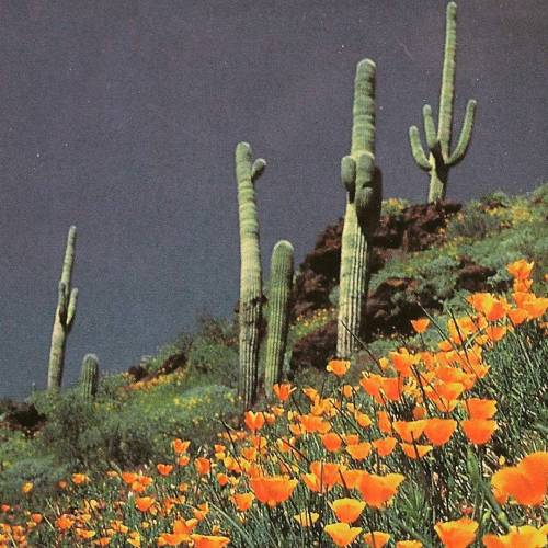 bandaidpennylane: #cactus #cacti #desert #nature