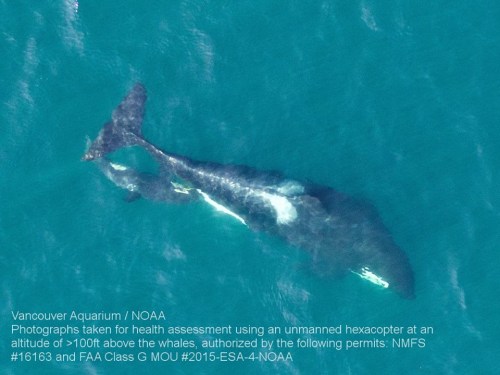 blackfishsound:More aerial shots of L122 and L91. L122 appears to be nursing in the second image! (x