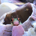 letsgetsalty:Agdgsgsgsg I’m LIVING for this Reef2Reef thread. This guy was worried about his urchins getting sunburnt so he made them little hats