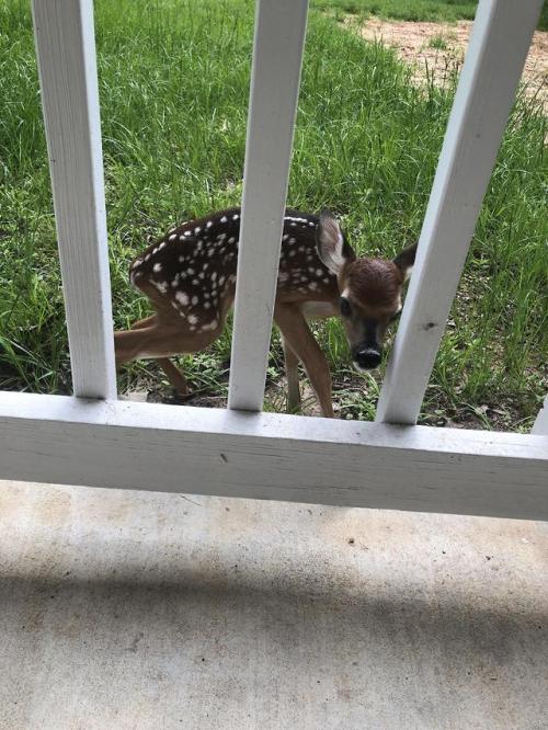 This sweet little fawn walked right up to me on my porch