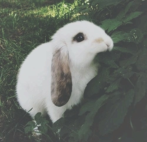 https://immylg.tumblr.com/post/84707544247