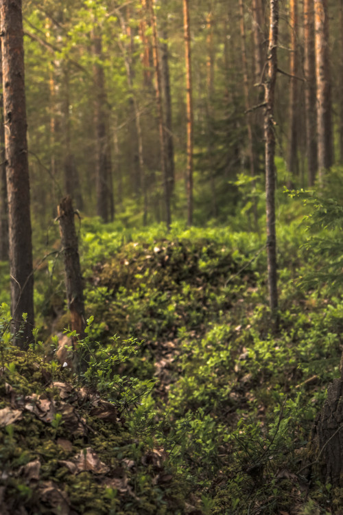 isawatree:  So Green, So Lovely by Juuso Liimatta  ❁❁ tropical blog, following back everyone  ❁❁