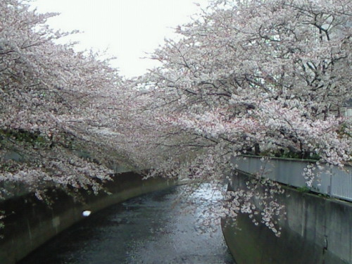 haruka-nature: Kandagawa, Shinjyuku Tokyo Last Sunday of Sakura season