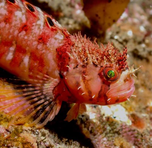 montereybayaquarium: The mosshead warbonnet Chirolophis nugator is a good good fish doing a good goo