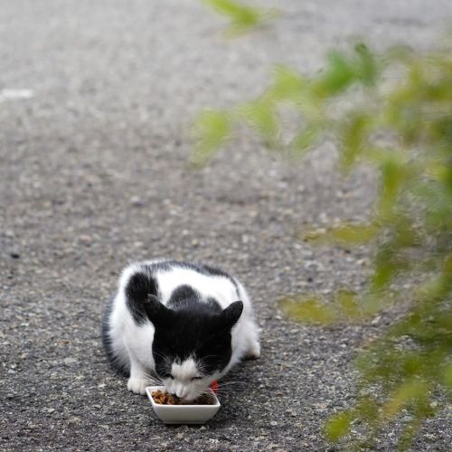 ・マメちゃんのお昼ごはん ・夜明け前のマメちゃん ・わさんぼんブラッシング ・わんわとお昼寝 ・新芽を見つけた青虫くん #sonya7riv #sel100400gm #shotoniphone #c