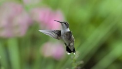 50bestphotos:  Hummingbird in the Garden