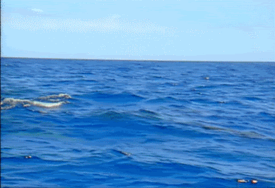 futubandera: nueva especie de delfin  