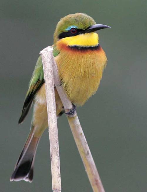 emuwren:The little Bee-eater - Merops pusillus; sub-Saharan Africa.Photo by Scotch Macaskill.
