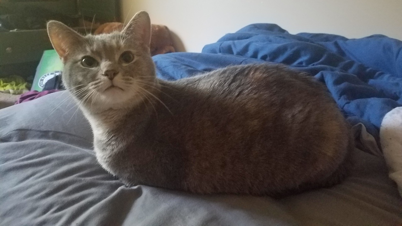 Unflattering Cat Selfies