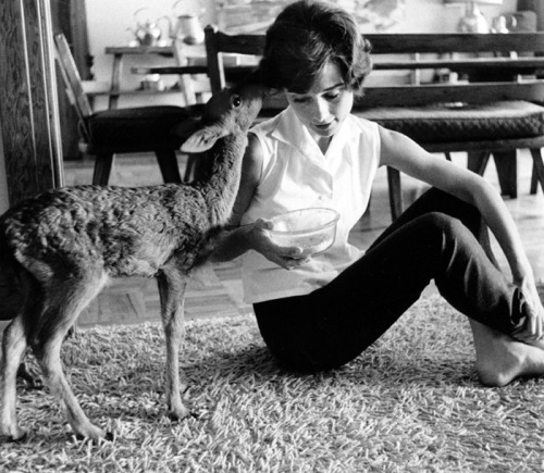 rareaudreyhepburn:  Audrey Hepburn at home with her pet deer, Ip, and her jealous Yorkshire Terrier, Mr. Famous, Beverly Hills, California, 1958.  Photographs by Bob Willoughby. Ip lived with Audrey weeks before filming Green Mansions, so that the two