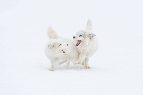 everythingfox: Frolicking in the Snow Photo by Daniel Parent 