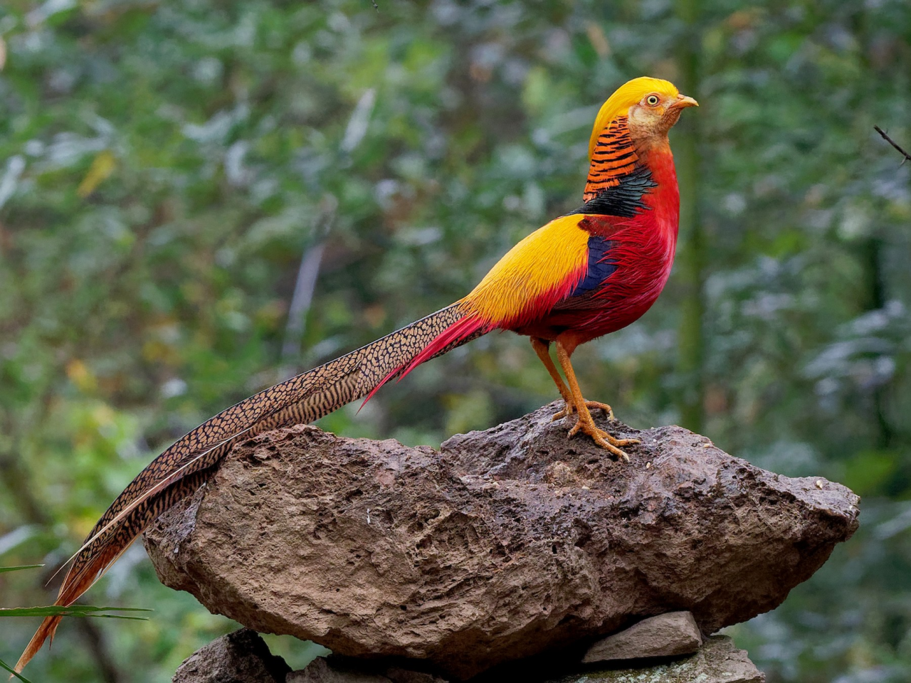 How To Look After Pheasants