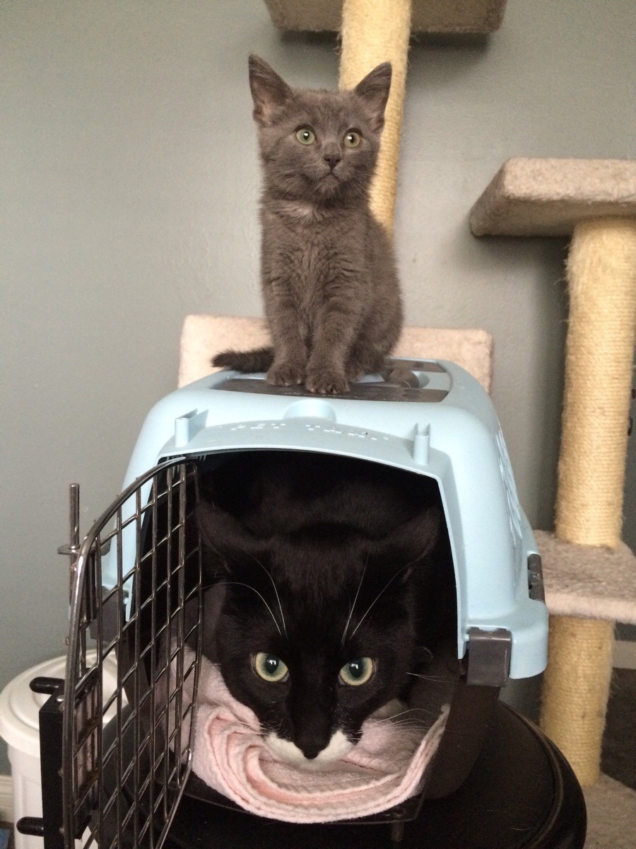 dawwwwfactory:  Our cat wasn’t too fond of our foster kitten but he loved the box