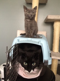 dawwwwfactory:  Our cat wasn’t too fond of our foster kitten but he loved the box she came in! Click here for more adorable animal pics!