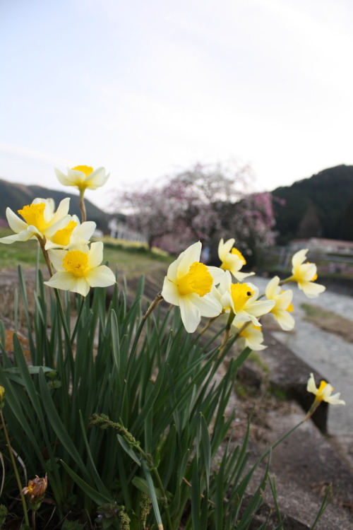 folklifejapan:   設楽SHITARA and 新城SHINSHIRO, a land of flowers 02 SHITARA and SHINSHIRO are located b