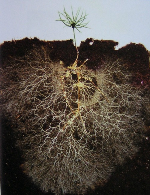 fundgruber:Pine rhizome. Photo David Read