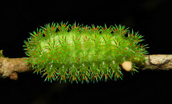 sinobug:  Stinging Nettle Slug Caterpillar