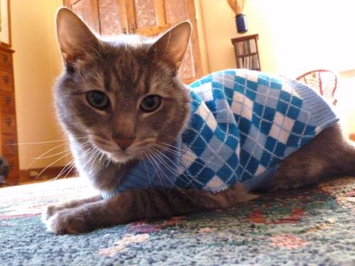 limiko:d-hizzle:meowingtontcat:This has been Cats Wearing Sweaters.  You’re welcome.…Mary Agnes, wha