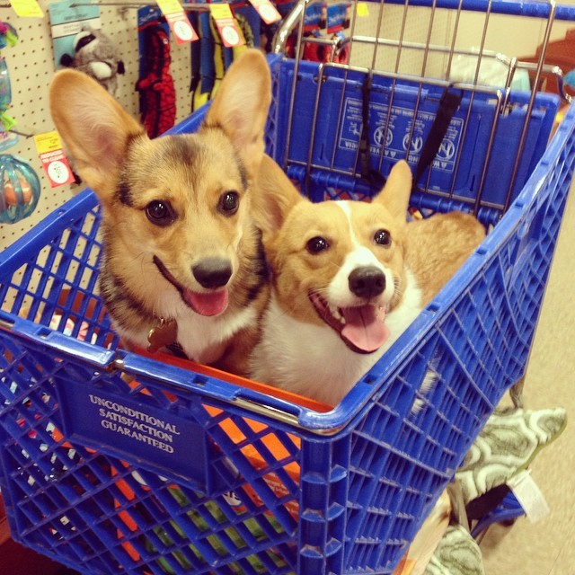 cooperdacorgi:  2 for 1 sale on all corg nuggets today 😛